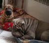 Shar-pei