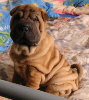 Shar-pei