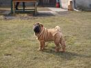 shar-pei