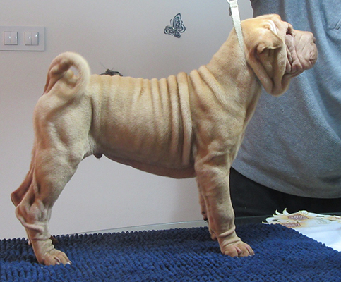 Shar-pei Aidan