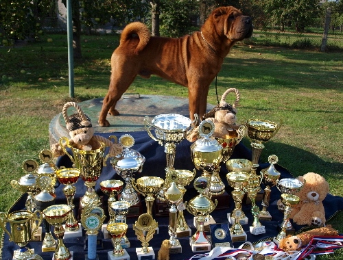 Shar-pei