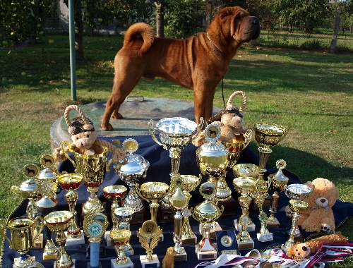 shar-pei