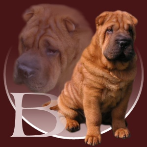 Shar-pei Bastien