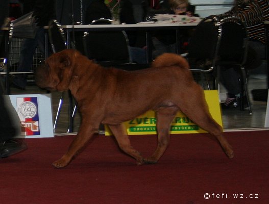 shar-pei