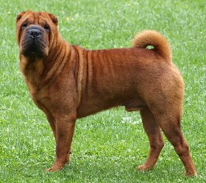 shar-pei