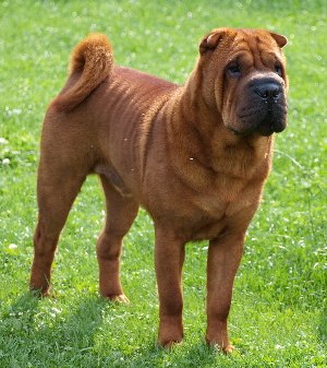 Shar-pei