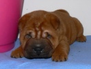 shar-pei