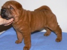 shar-pei