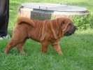 shar-pei