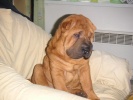 shar-pei