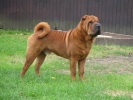 shar-pei