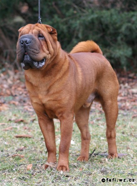 shar-pei