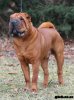 shar-pei