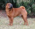 shar-pei