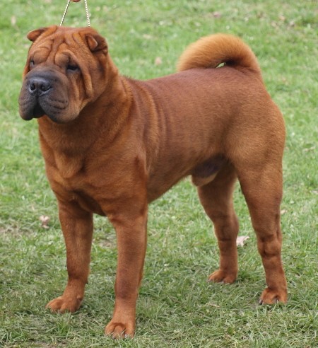 Shar-pei