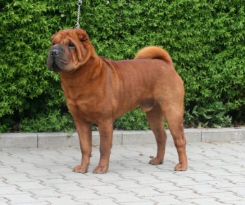 shar-pei