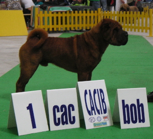 shar-pei