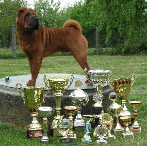 shar-pei