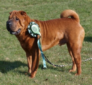 shar-pei