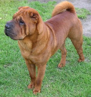 shar-pei