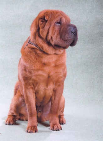 shar-pei