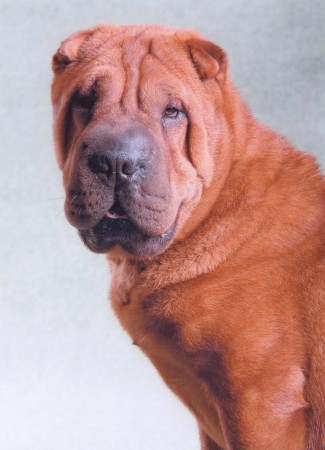 shar-pei