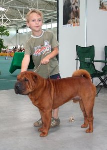 Shar-pei