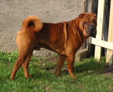 shar-pei