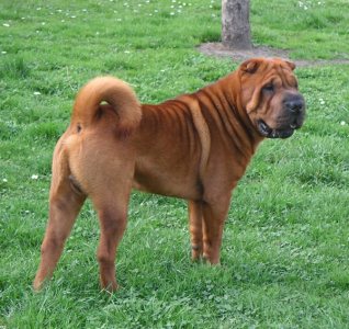 shar-pei