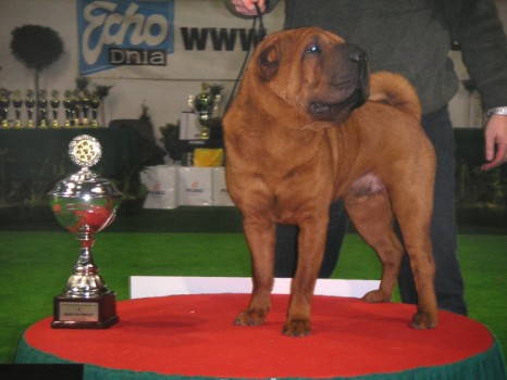 shar-pei