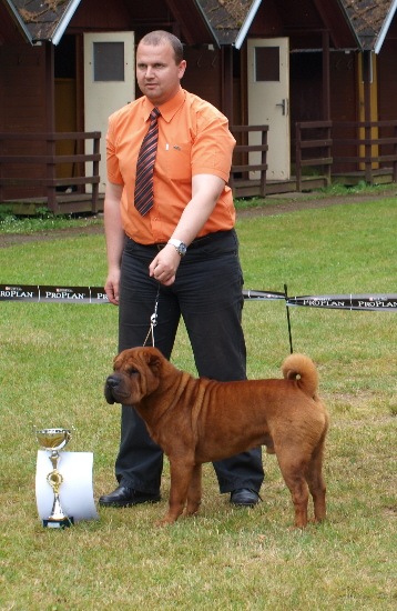 shar-pei