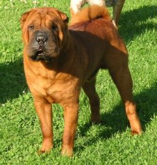 shar-pei