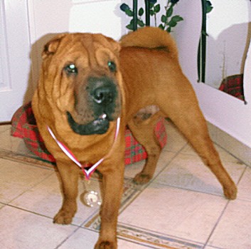 shar-pei