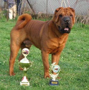 shar-pei