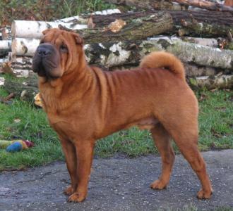 shar-pei