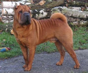 shar-pei