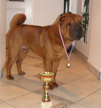 shar-pei