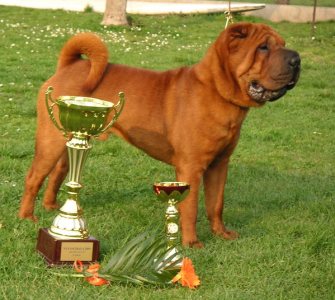 shar-pei