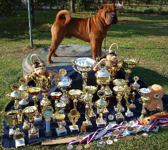 Shar-pei