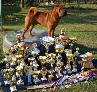 Shar-pei