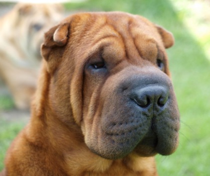 shar-pei