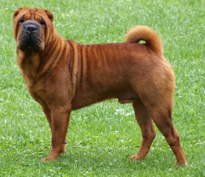 shar-pei