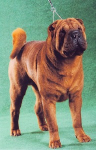 Shar-pei