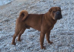 shar-pei