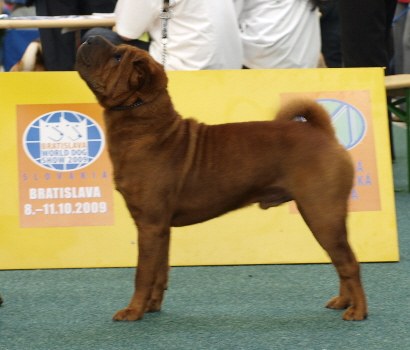 shar-pei