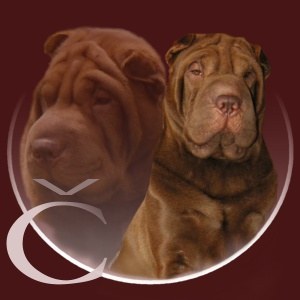 Shar-pei Cikita