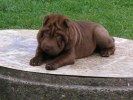 shar-pei