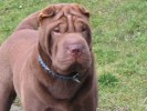 shar-pei