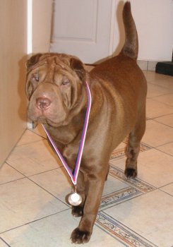 shar-pei