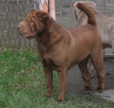 shar-pei